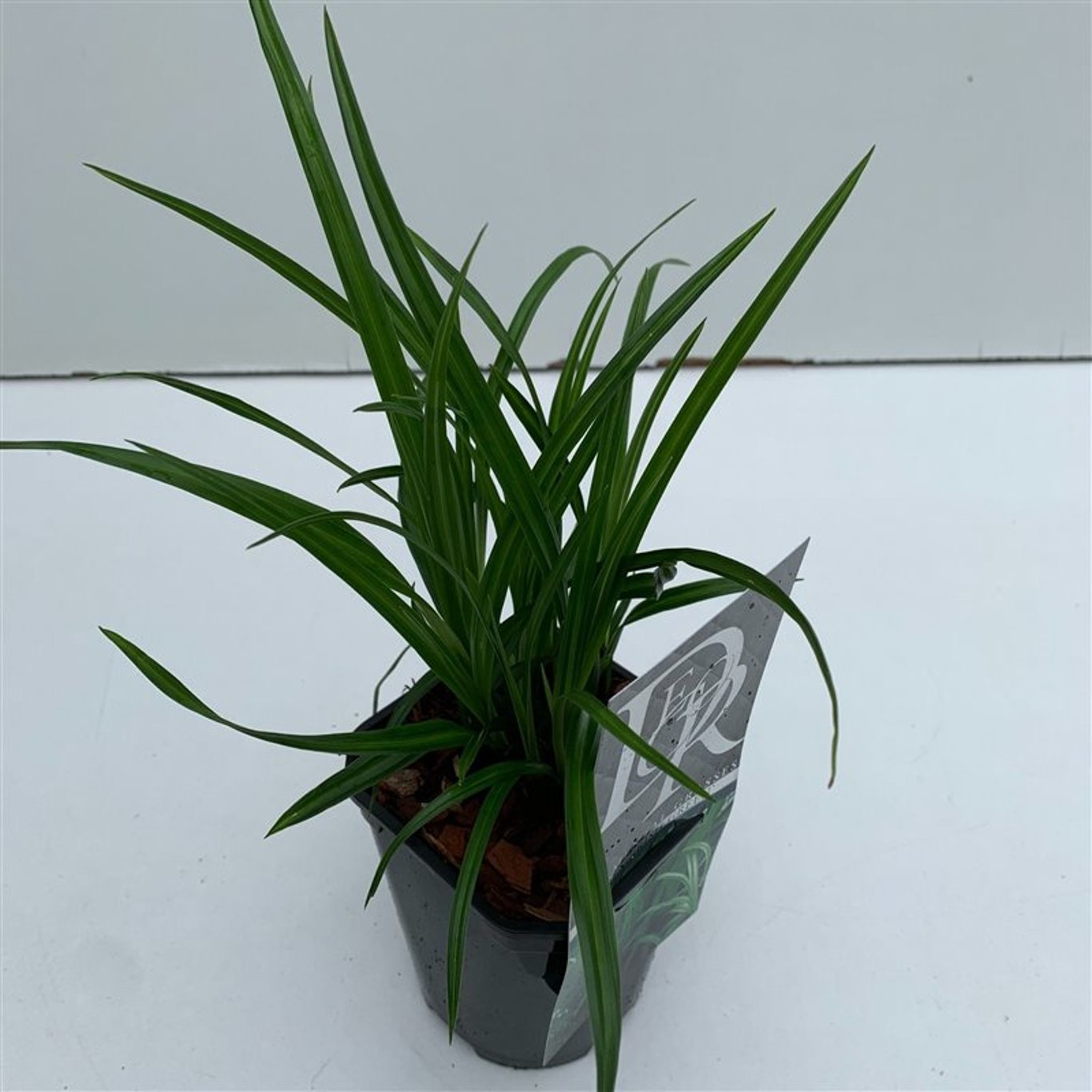 Carex morrowii 'Irish Green' - C1